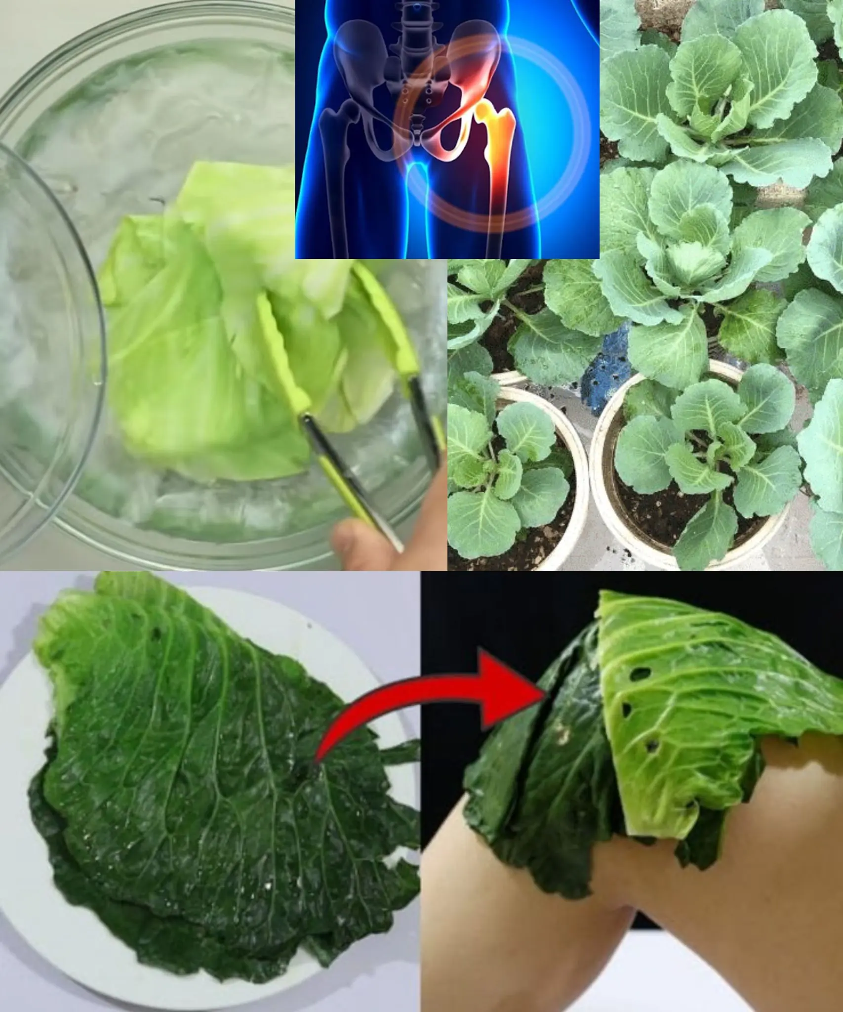 The Impressive Benefits of Cabbage Leaves: A Nutritional Powerhouse