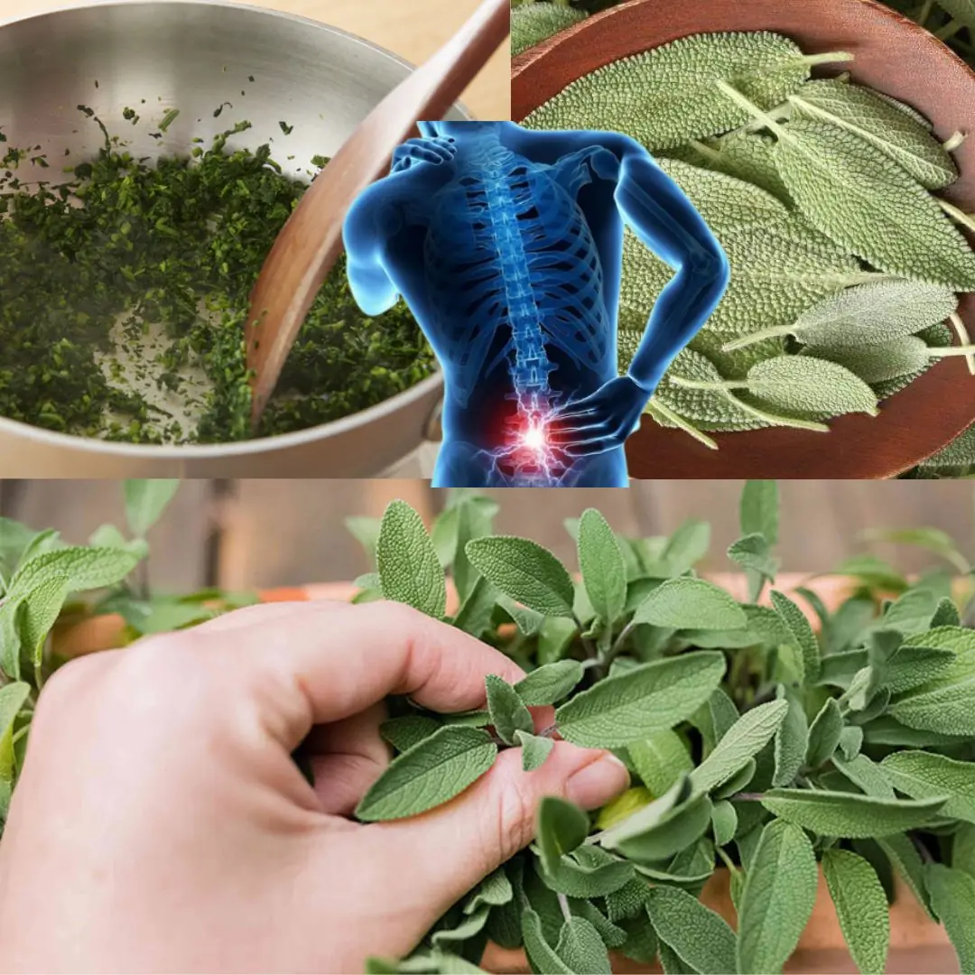 Better Than Any Pill: Discover the Amazing Healing Powers of Sage