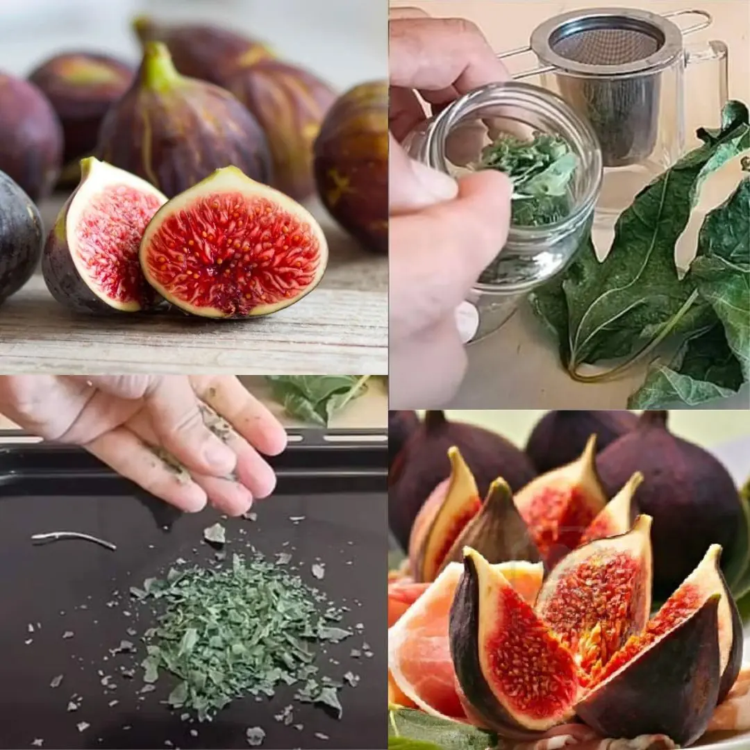 Importance of fig leaves