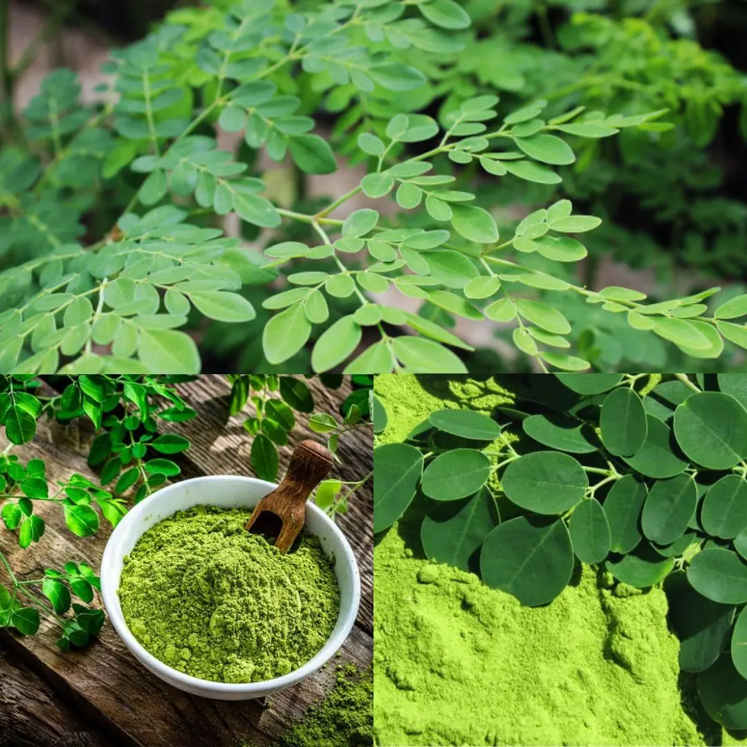 Moringa Leaf Powder: The Miracle Green Superfood