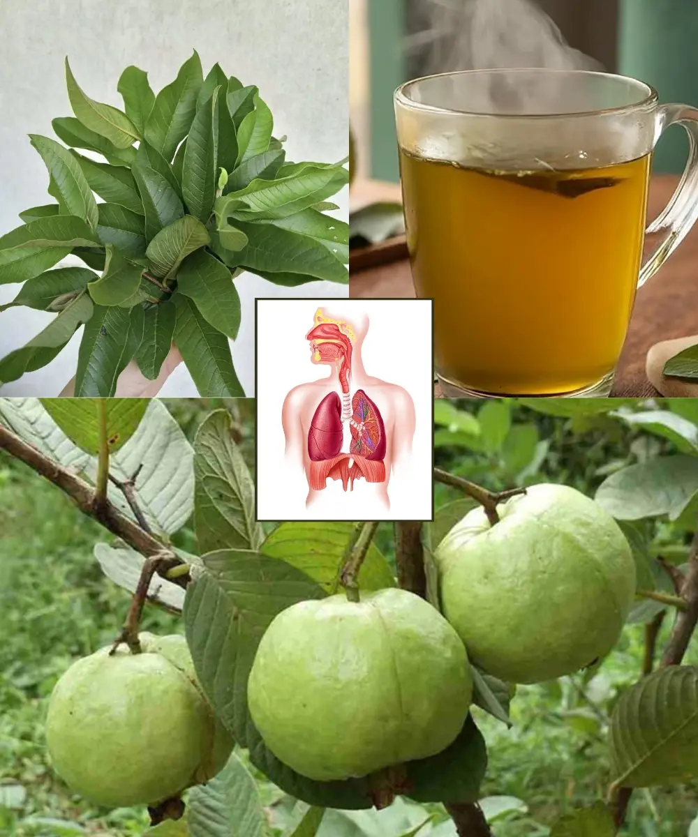 Guava Leaf Tea: A Natural Remedy for 12 Common Health Issues