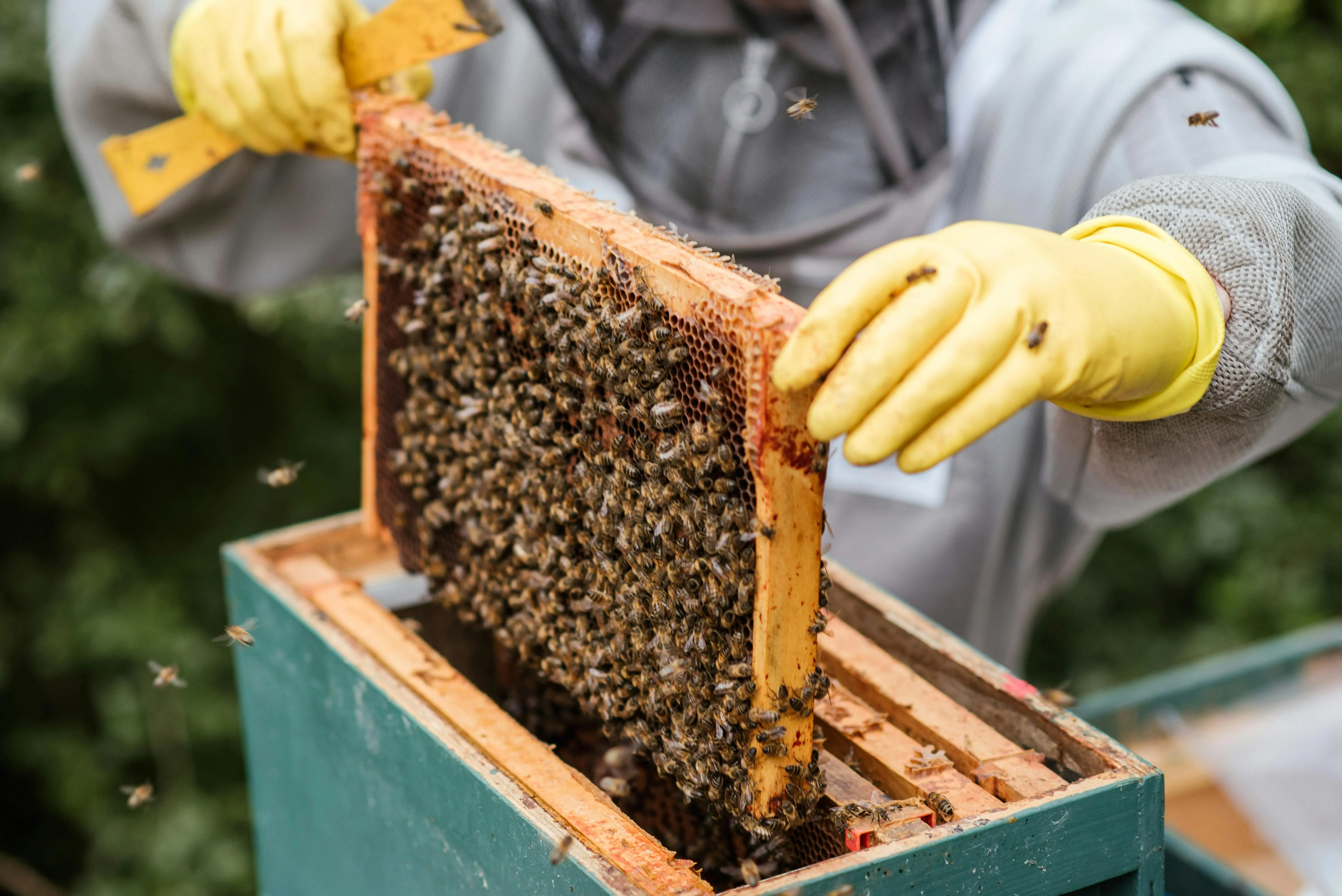 Our Late Father Left Me Only an Apiary While My Sister Took the House and Shut Me Out, but One Beehive Hid a Game-Changing Secret — Story of the Day