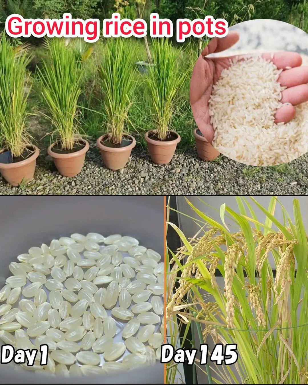 How to Grow Rice from Store-Bought Brown Rice at Home in a Pot