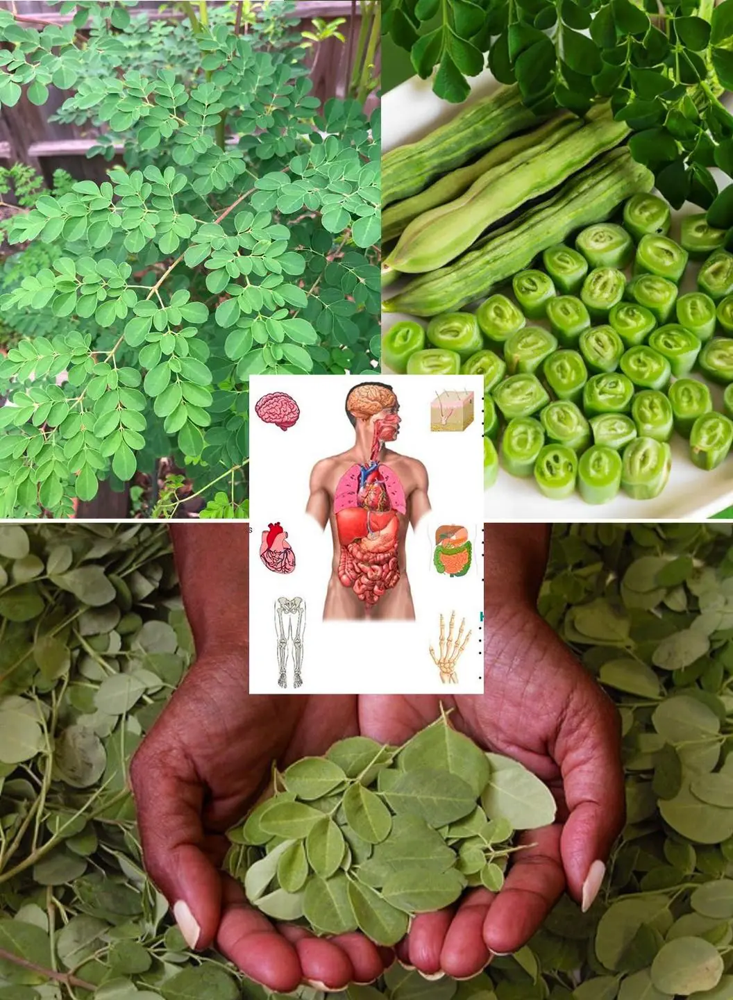 The Miracle Tree: Exploring the 10 Health Benefits of Moringa and How to Use It