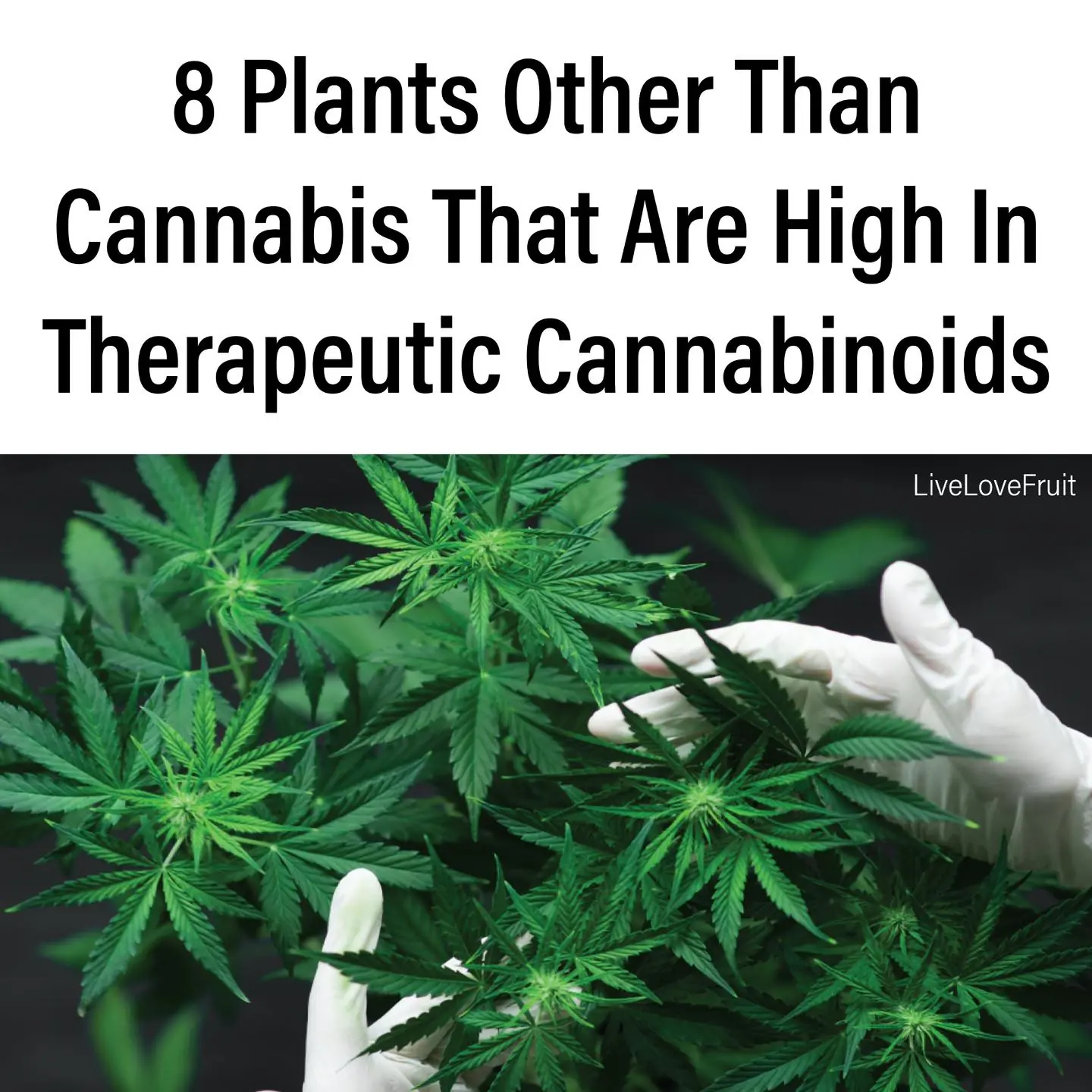 8 Non-Cannabis Plants That Contain Therapeutic Cannabinoids