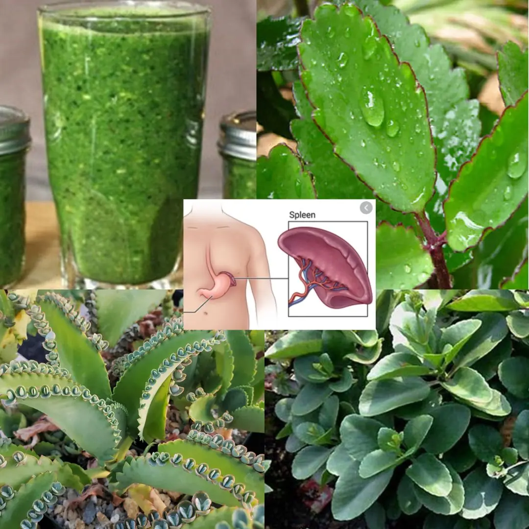 Top 10 Benefits of Kalanchoe for Your Overall Health