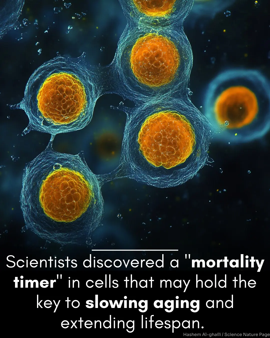 A mortality timer based on nucleolar size triggers nucleolar integrity loss and catastrophic genomic instability