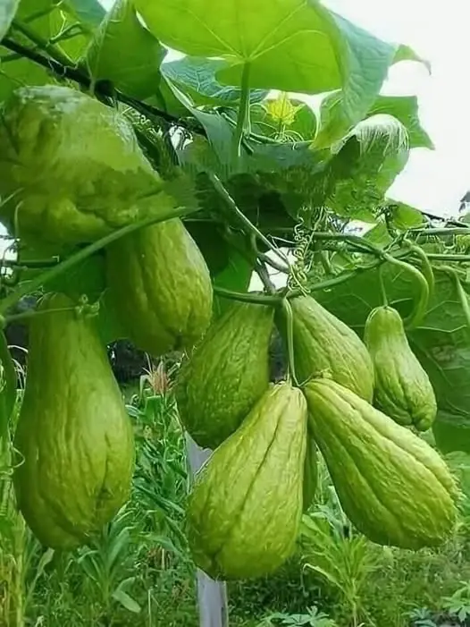 Discover the Benefits of Chayote: Joint Pain, Circulation, and More