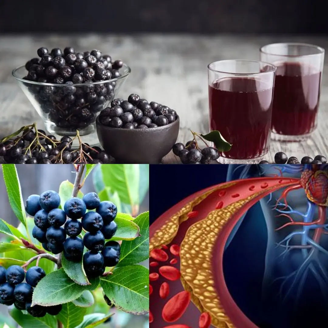 Aronia: The Super Berry for Stronger Blood Vessels and Lower Cholesterol