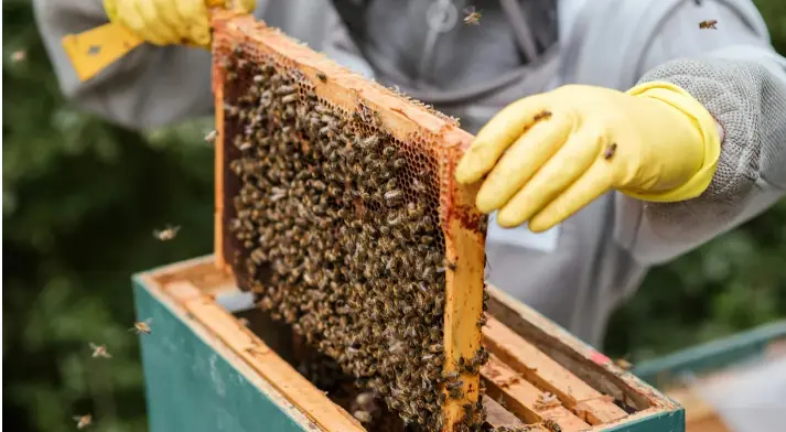 Our Late Father Left Me Only an Apiary While My Sister Took the House and Shut Me Out, but One Beehive Hid a Game-Changing Secret — Story of the Day