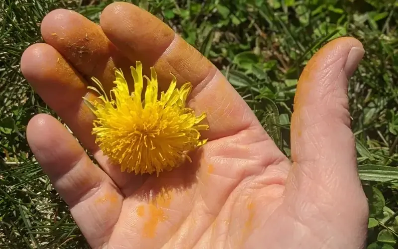 1 year ago 1 year ago 20 Reasons to Gather Dandelion Blooms Until Your Fingers Turn Yellow