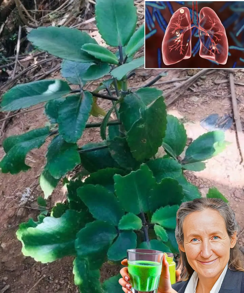 Miracle Plant: 14 Powerful Ways to Use Kalanchoe (Life Plant) for Common Ailments