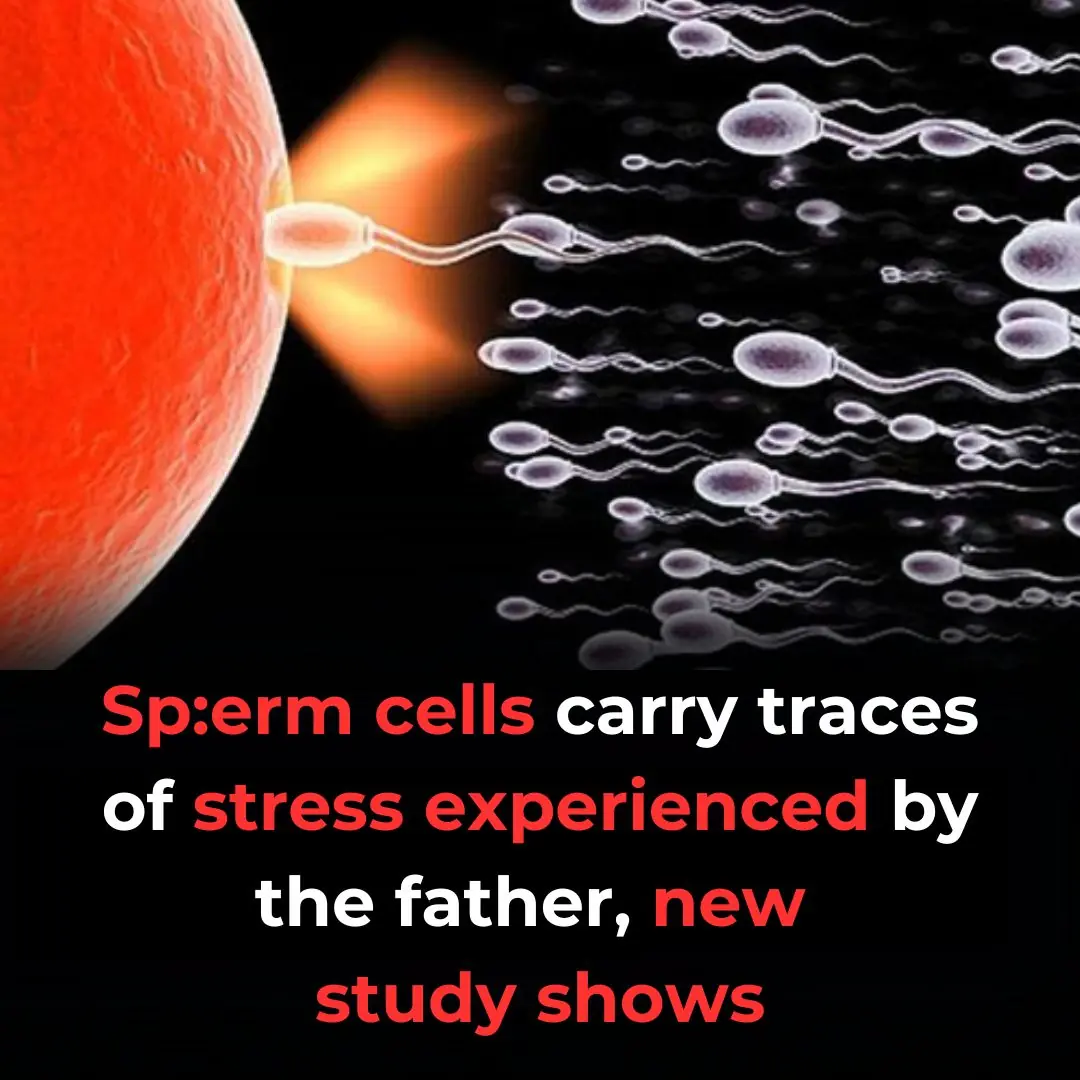 Spe:rm Cells Carry Traces of Stress Experienced by the Father, New Study Shows