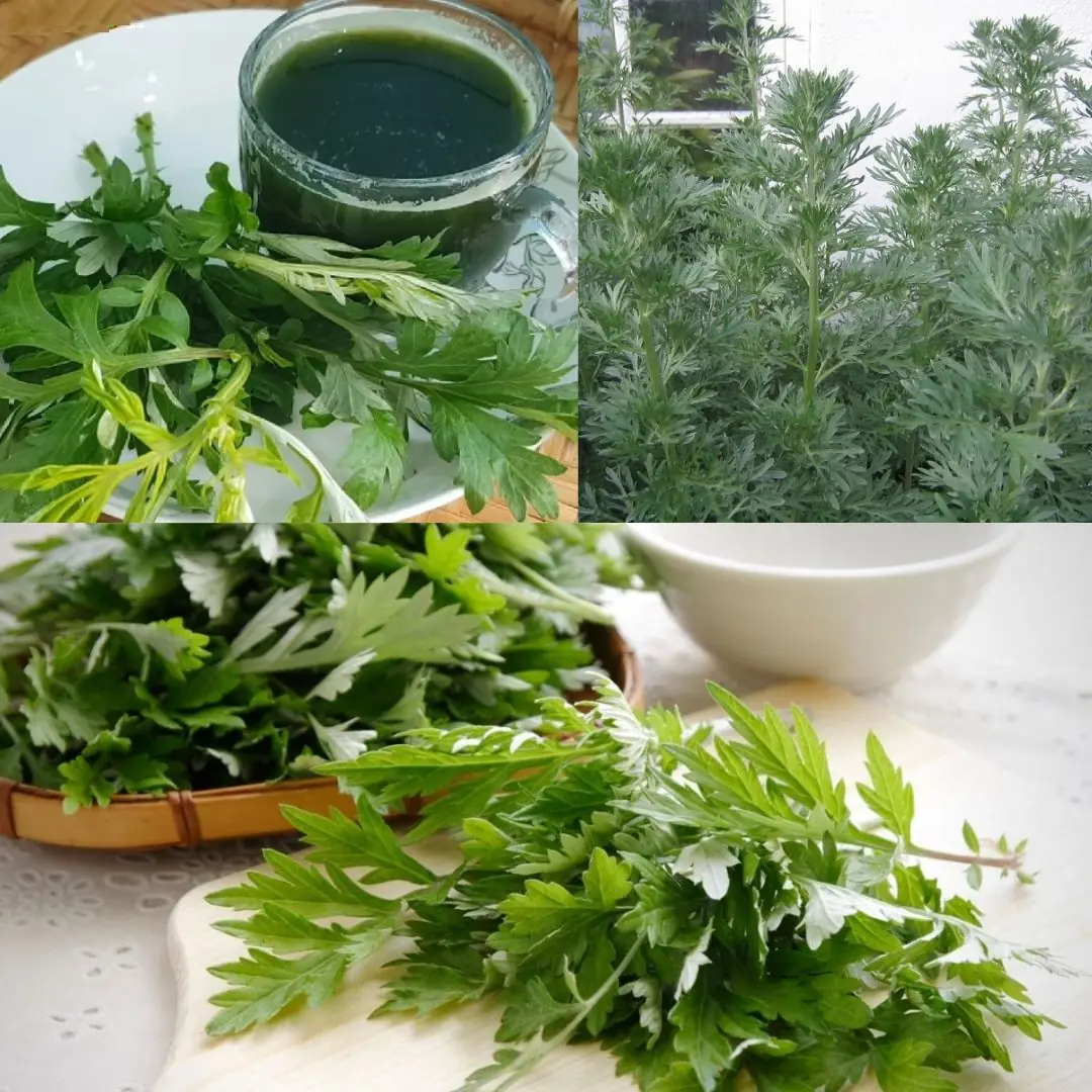 Mugwort: The Overlooked Herb with Potent Medicinal Benefits