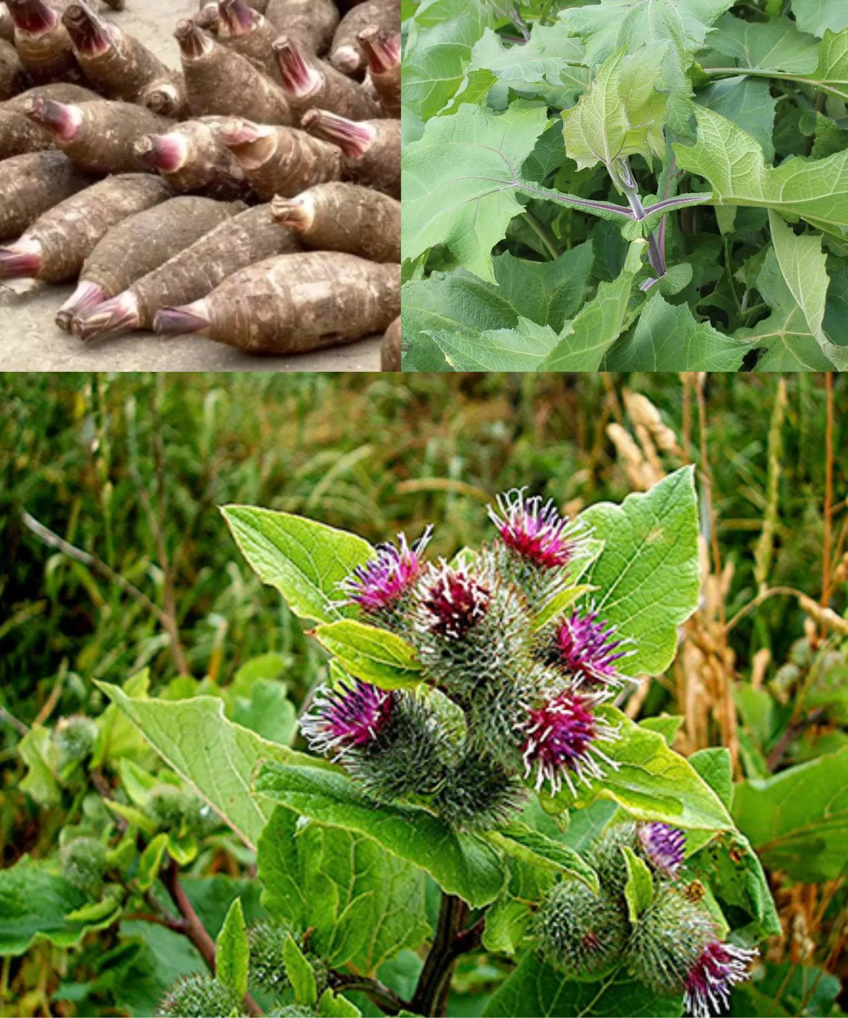 Burdock: Unlocking the Power of Its Roots, Leaves, Stalks, and Stems