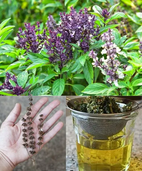 Basil flowers uses and benefits