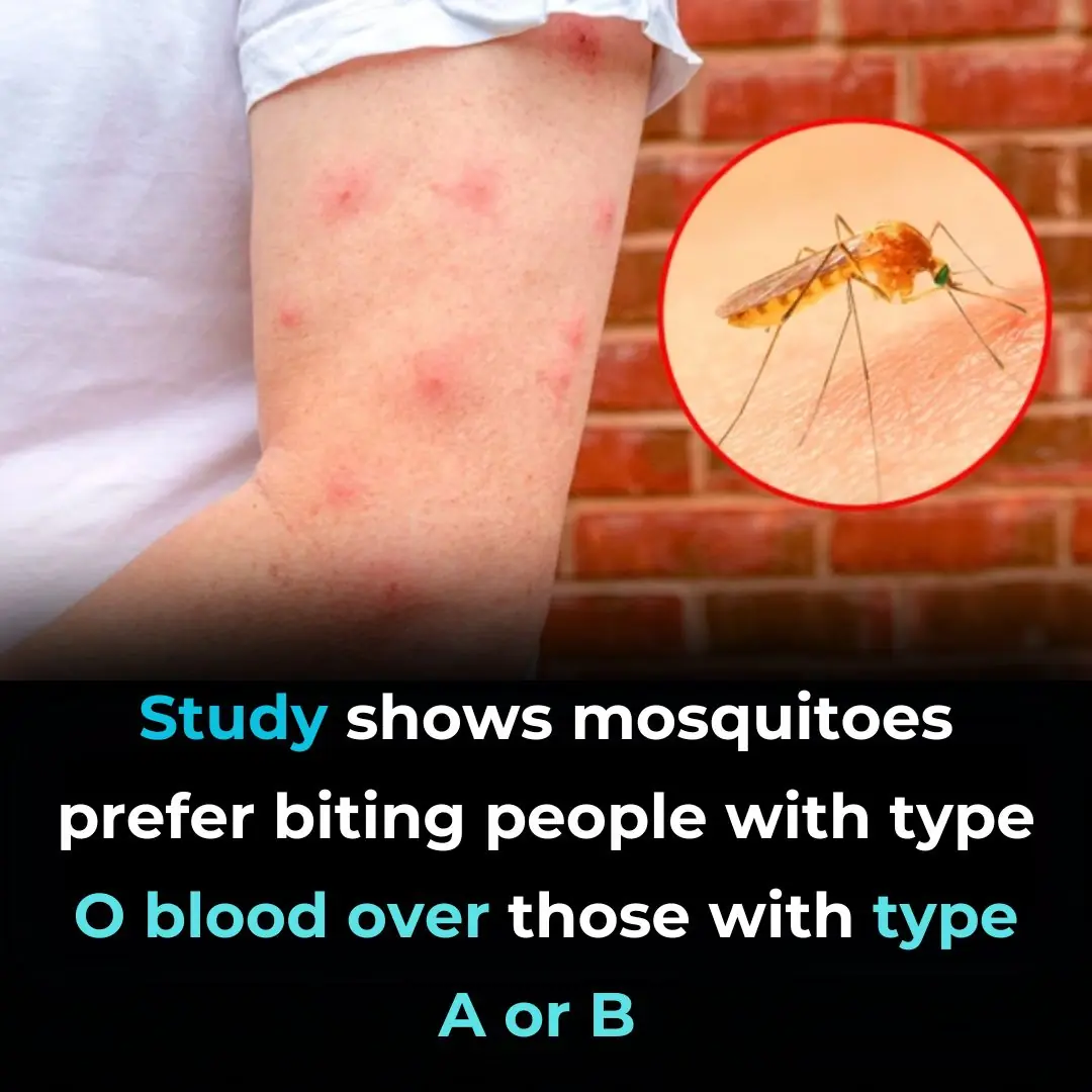 Yes, Mosquitoes Can Tell Your Blood Type