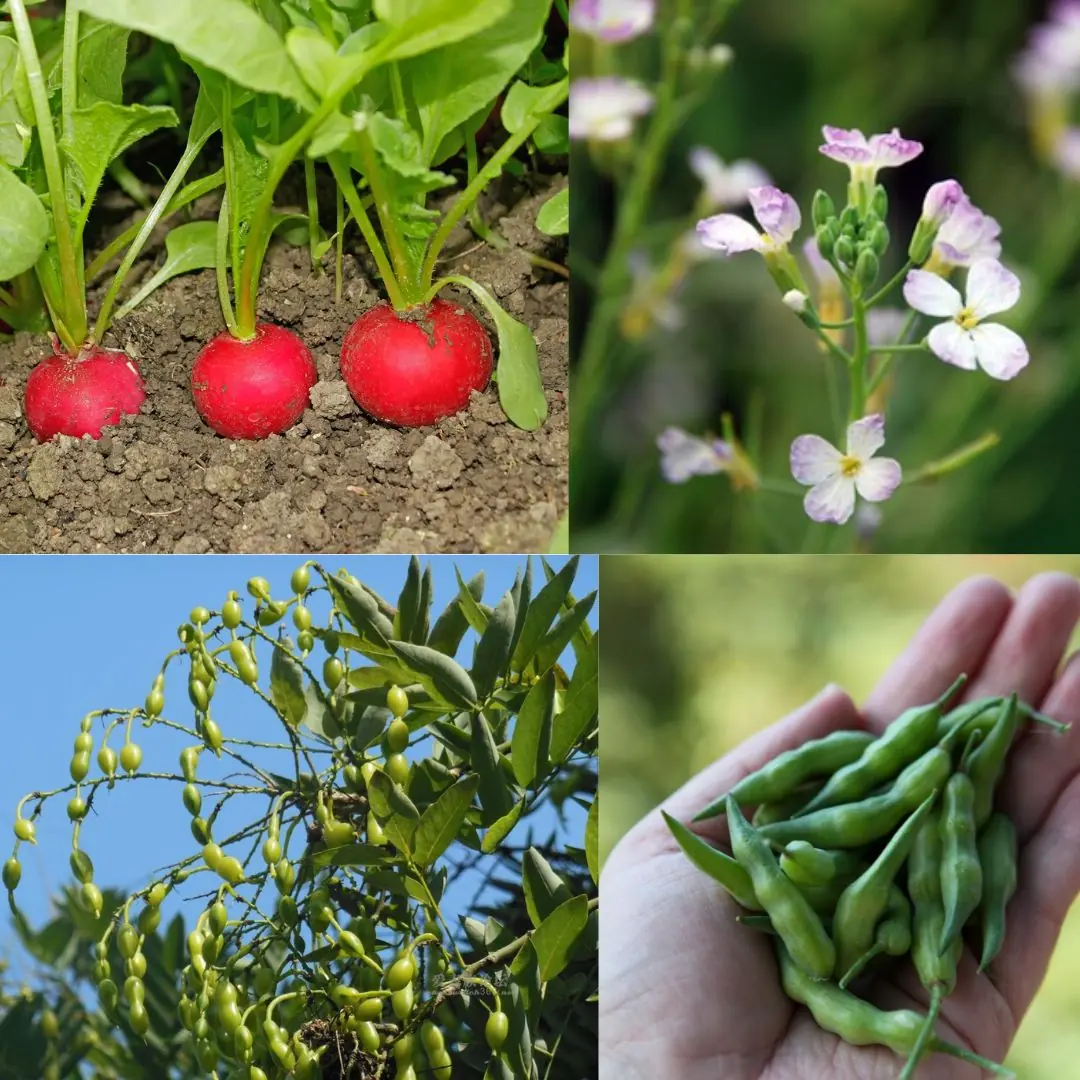 7 Surprising Reasons to Let Your Radishes Go to Seed and Enjoy Radish Pods