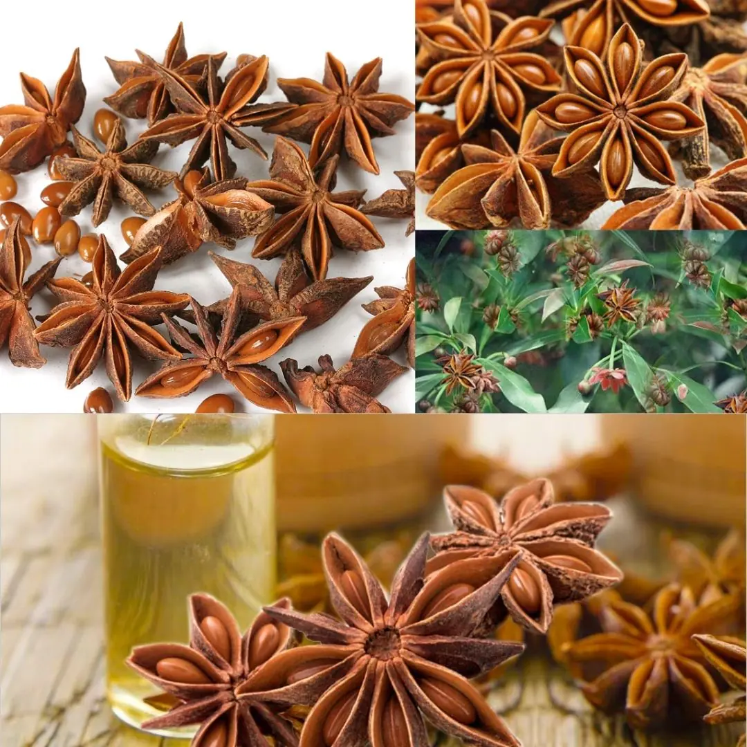 How to grow Star Anise successfully in a pot at your home