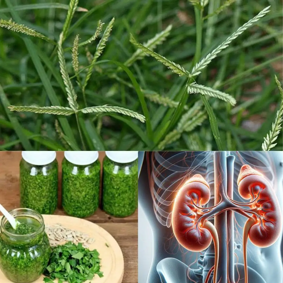 Unlocking the benefits of Goosegrass