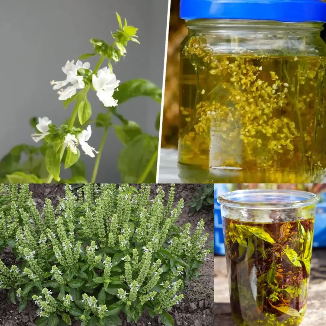 1 year ago 1 year ago Everything You Can Do with Basil Flowers: Unveiling Their Precious Potential