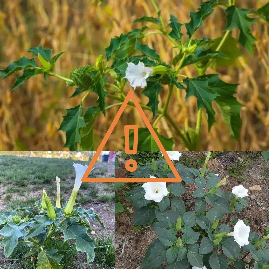 This plant grows in most yards but most people have no idea how DANGEROUS it is... 💬👀