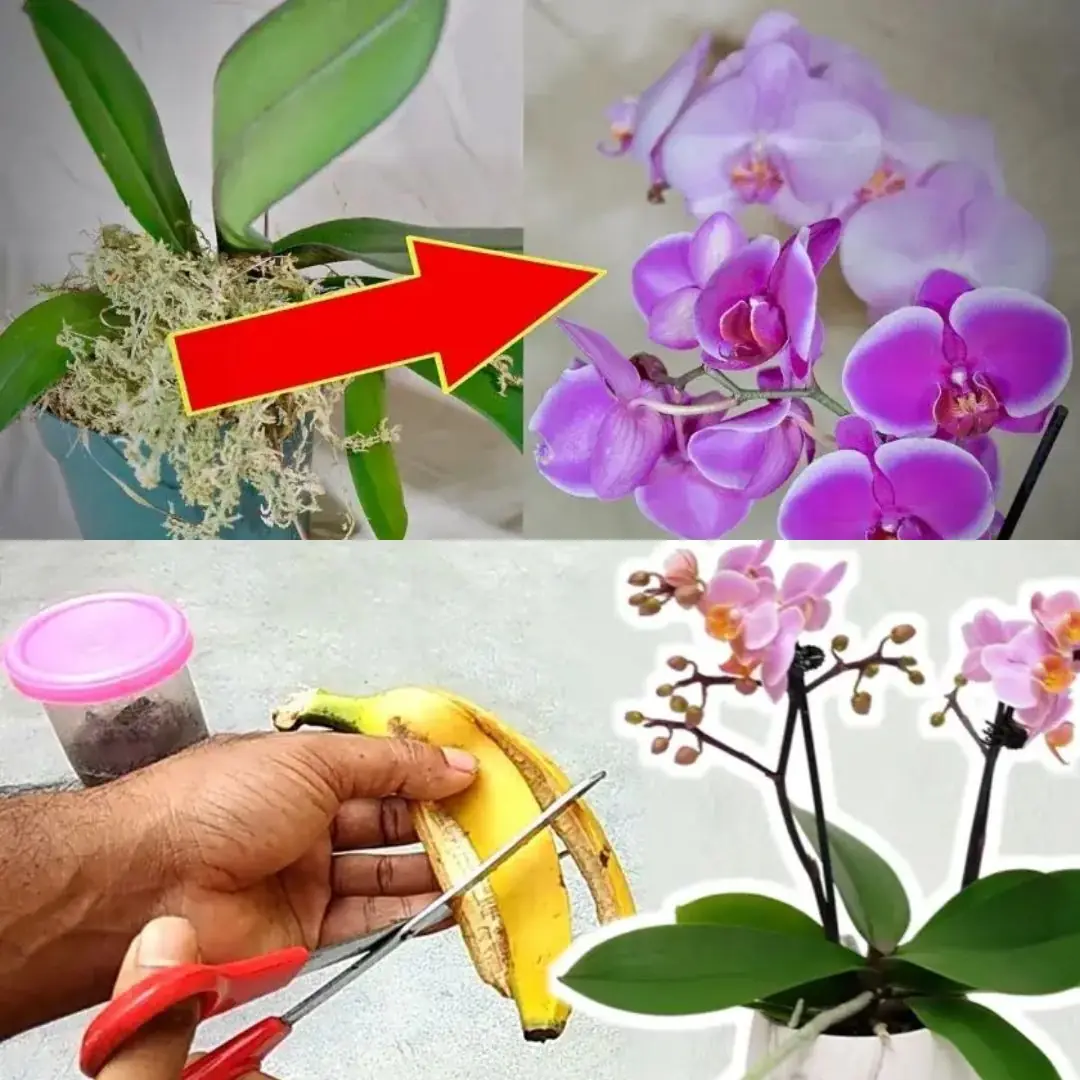 Cultivating Exquisite Orchids: Essential Tips for Healthy Plants and Beautiful Blooms