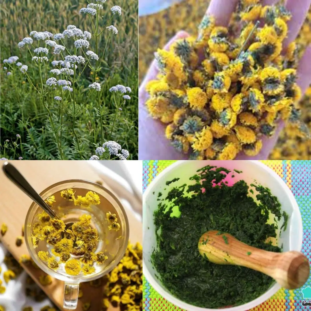 3 Steps to Use Yarrow for Stopping Bleeding Safely And Effectively