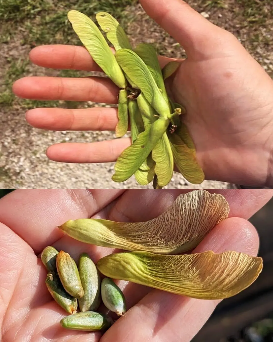 Maple Seeds: How to Collect, Benefits, and Uses