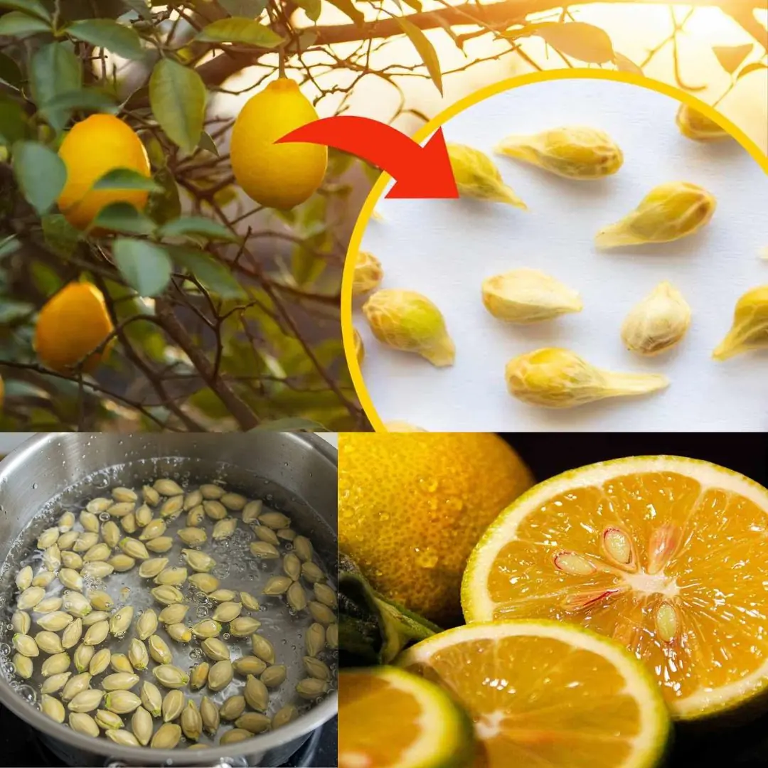 10 Clever Ways to Reuse Lemon Seeds at Home