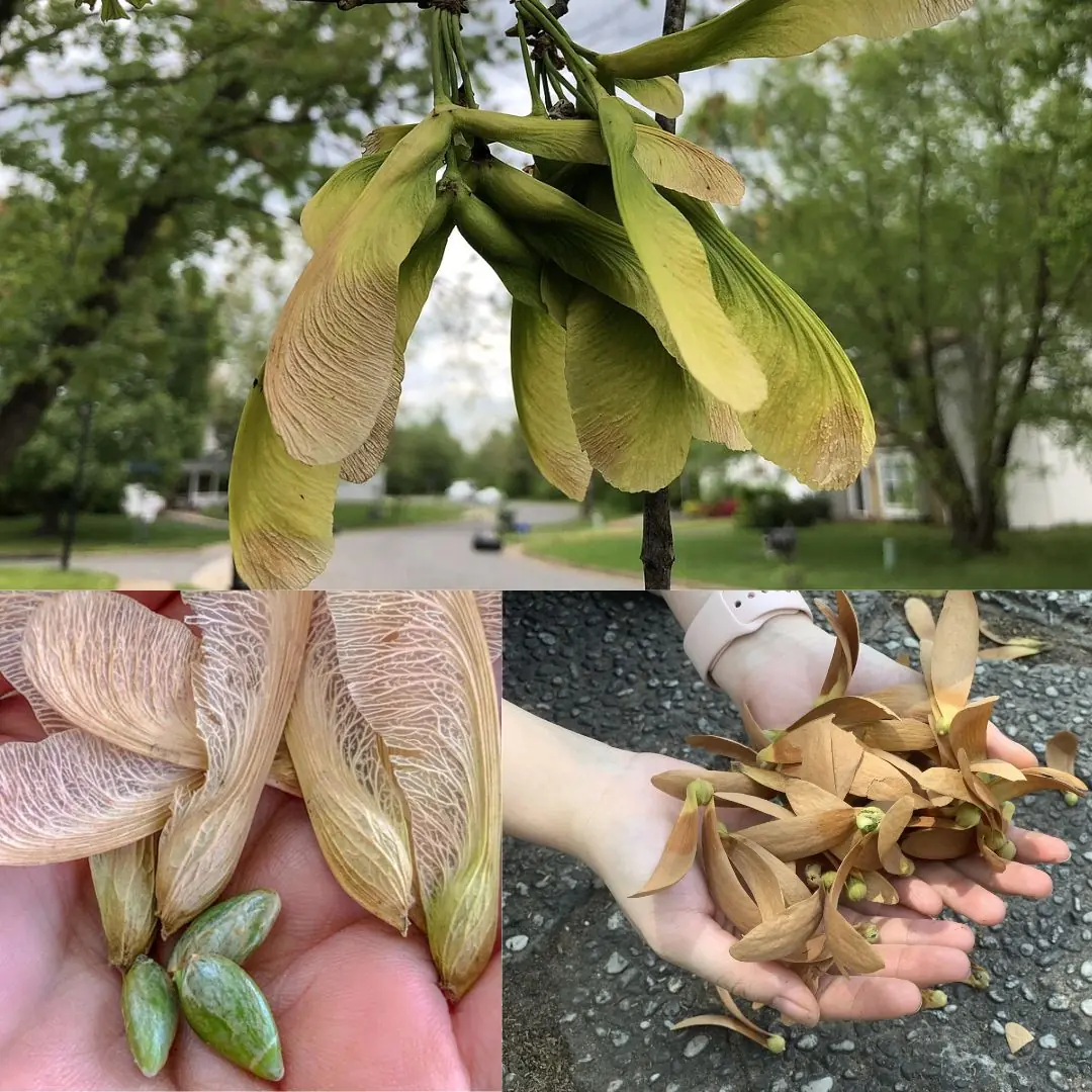 Maple Seeds: How to Collect, Benefits, and Uses