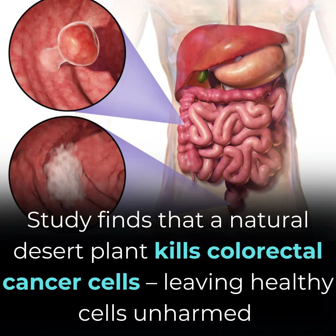 Exploring the Anticancer Effect of Artemisia herba‐alba on Colorectal Cancer: Insights From Eight Colorectal Cancer Cell Lines