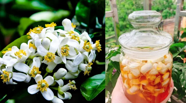 How to Make Pomelo Flowers Soaked in Honey – A Natural Remedy for Many Ailments