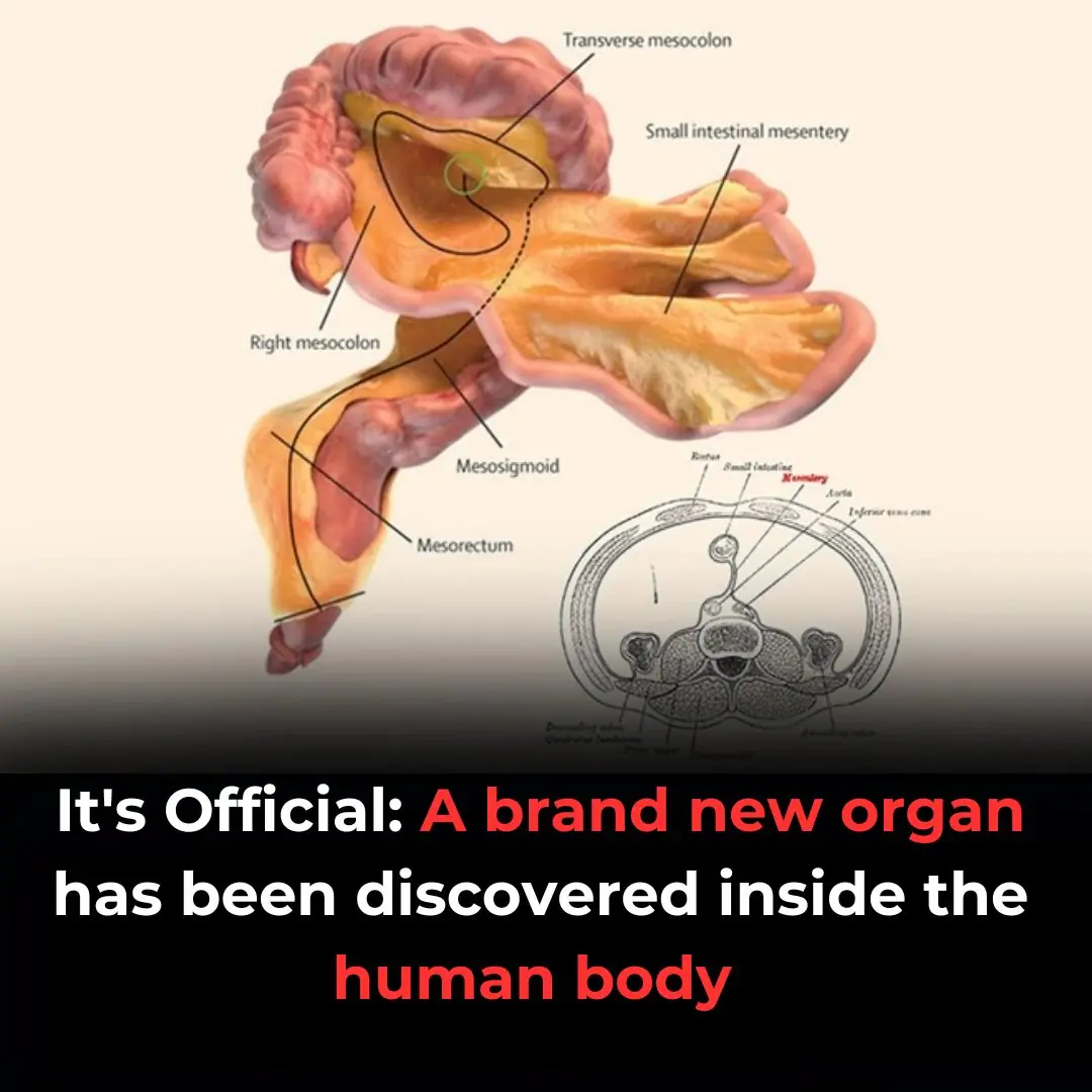 The mesentery: structure, function, and role in disease