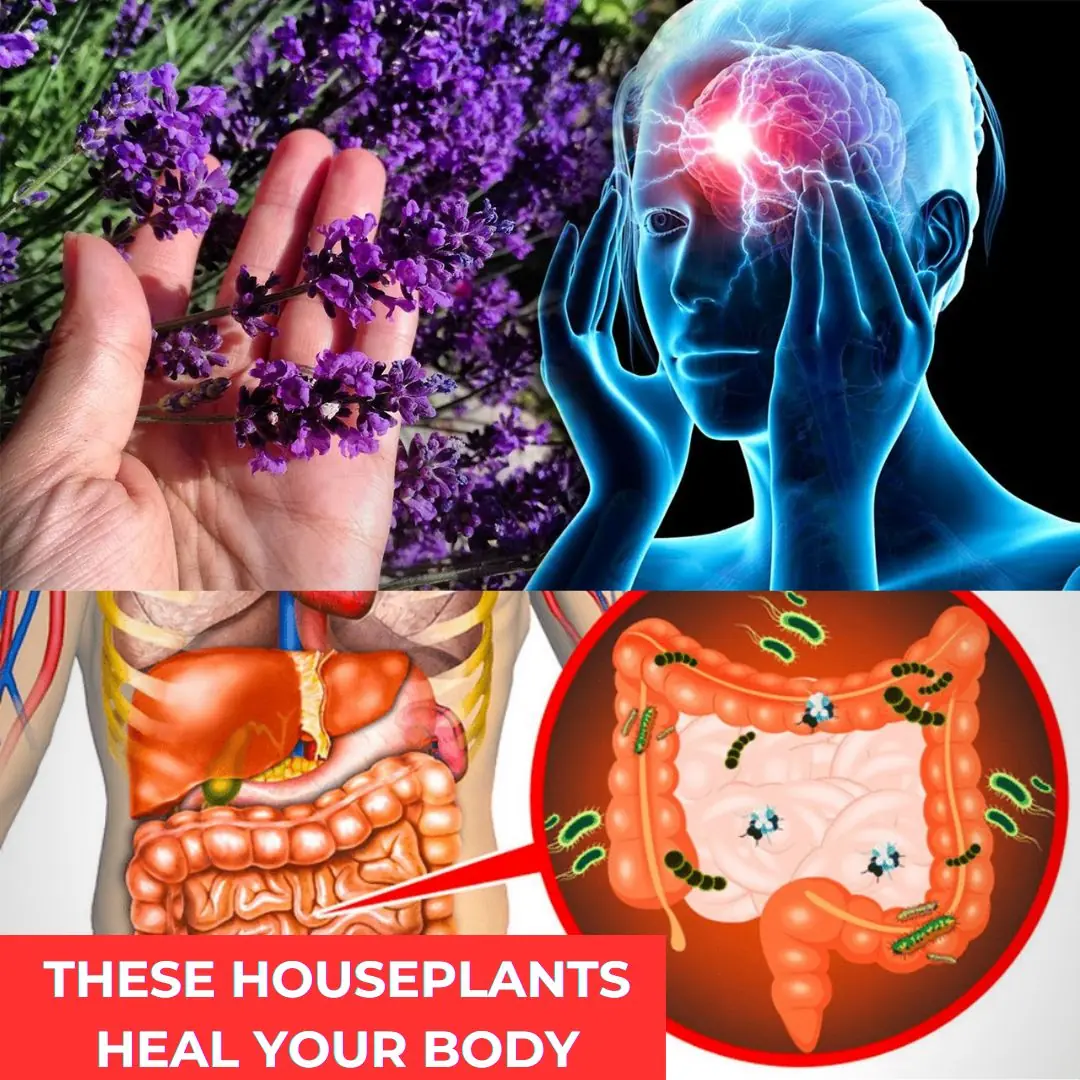 5 Miracle House Plants That Heal Your Body Inside Out!