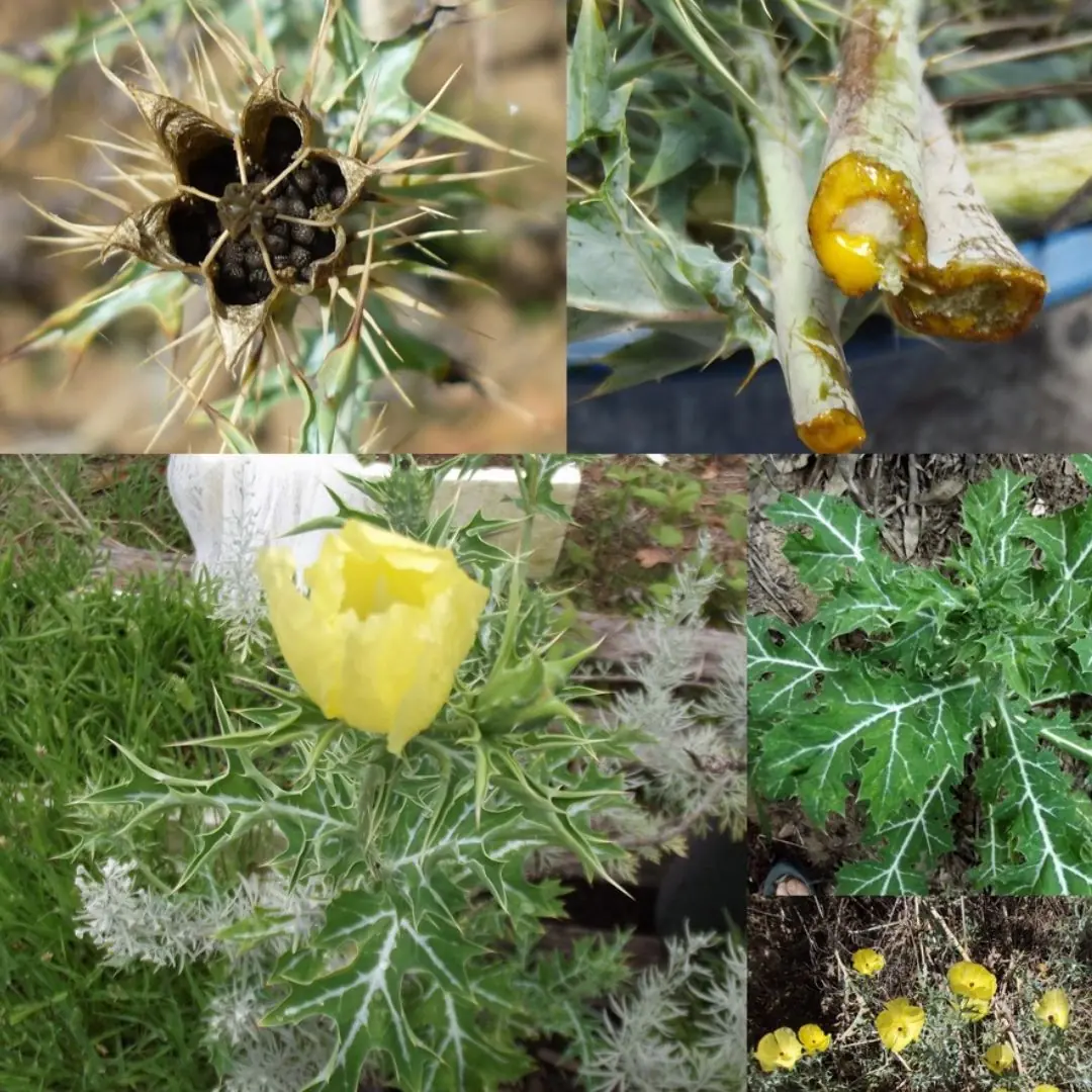 Holy Thistle: Everything You Need to Know About Its Properties, Benefits, and Proper Use