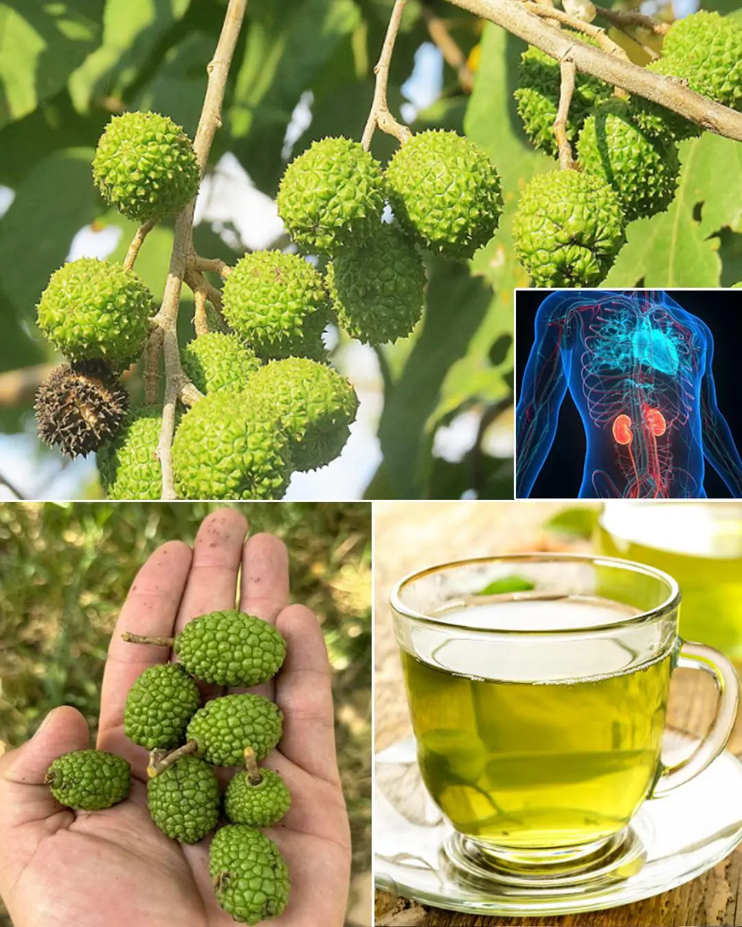 Discover 9 Amazing Health Benefits of Guazuma Ulmifolia and How to Use It Effectively