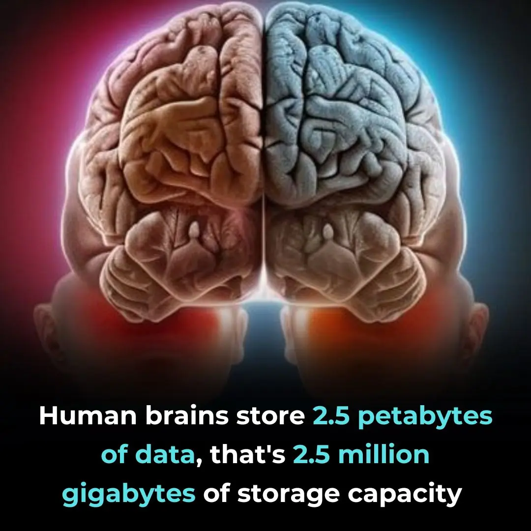 Synaptic Information Storage Capacity Measured With Information Theory