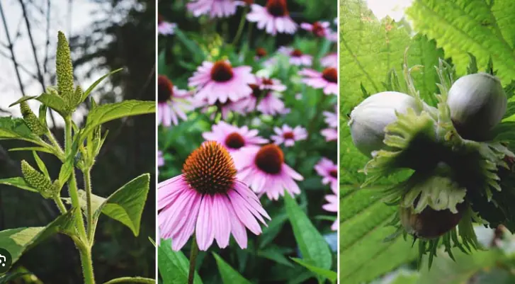 12 Plants Native Americans Use To Cure Everything!