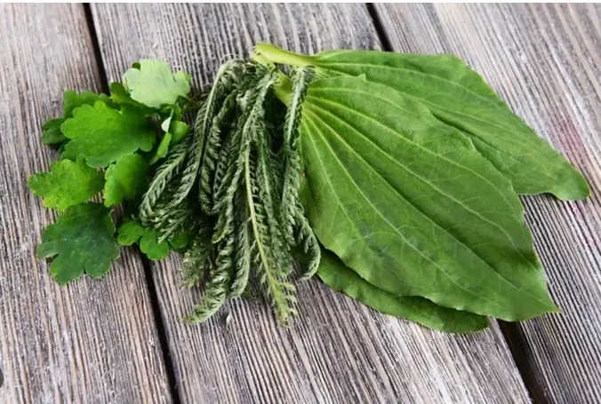 The Remarkable Health Benefits and Versatile Uses of Broadleaf Plantain