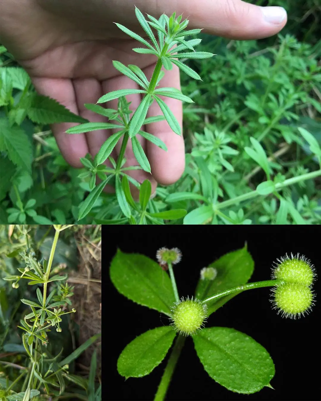 How Goose Grass Can Heal You: A Natural Remedy For Dozens Of Diseases