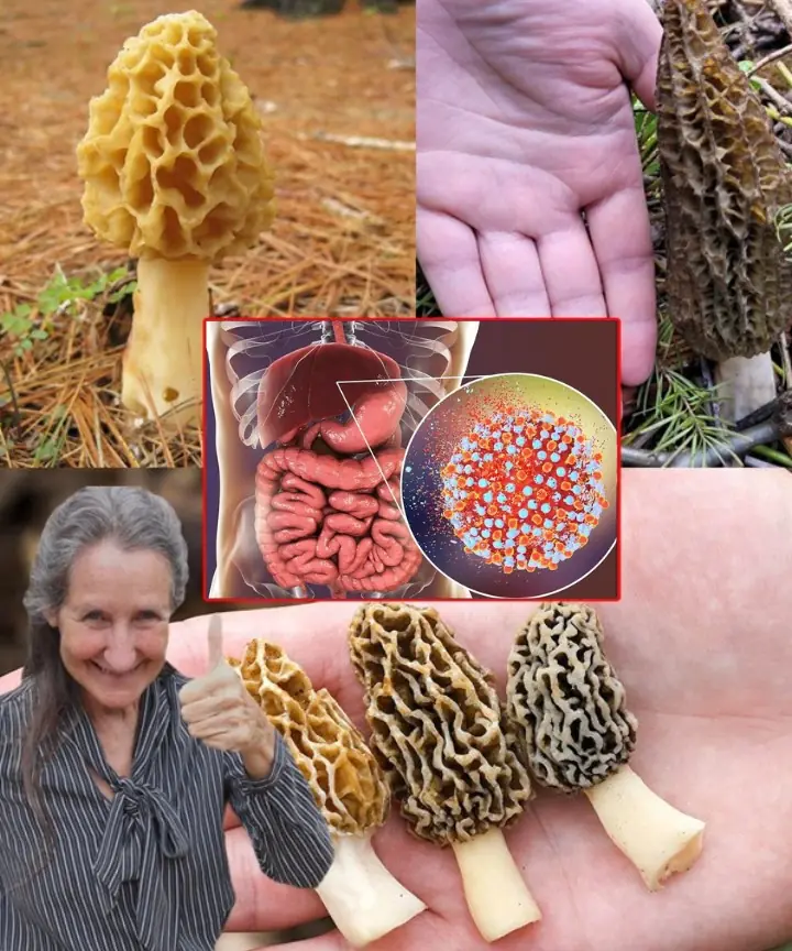 Unlocking the Secrets of Morel Mushrooms: Benefits You Need to Know