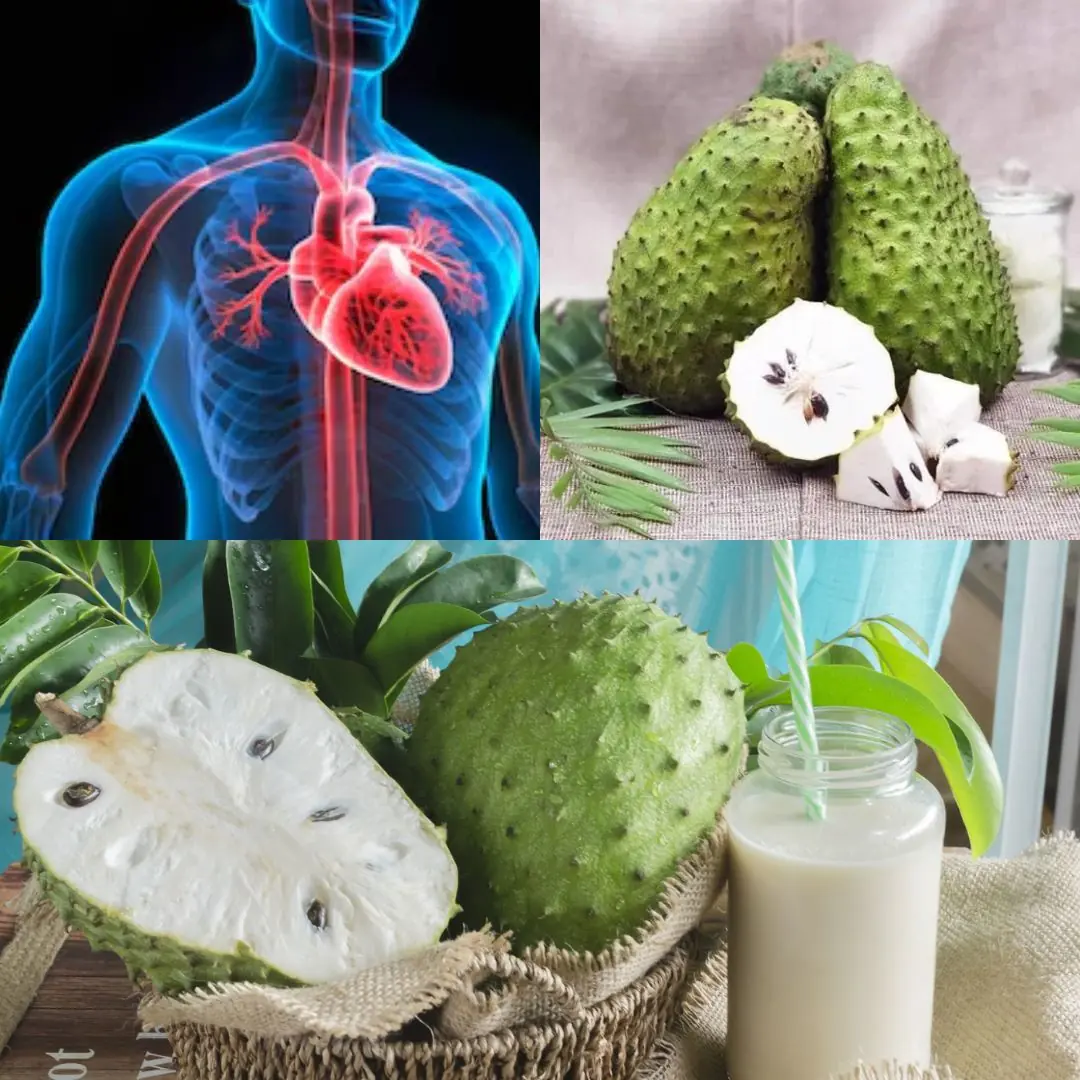 10 Health Benefits and Uses of Soursop Leaves and Fruit