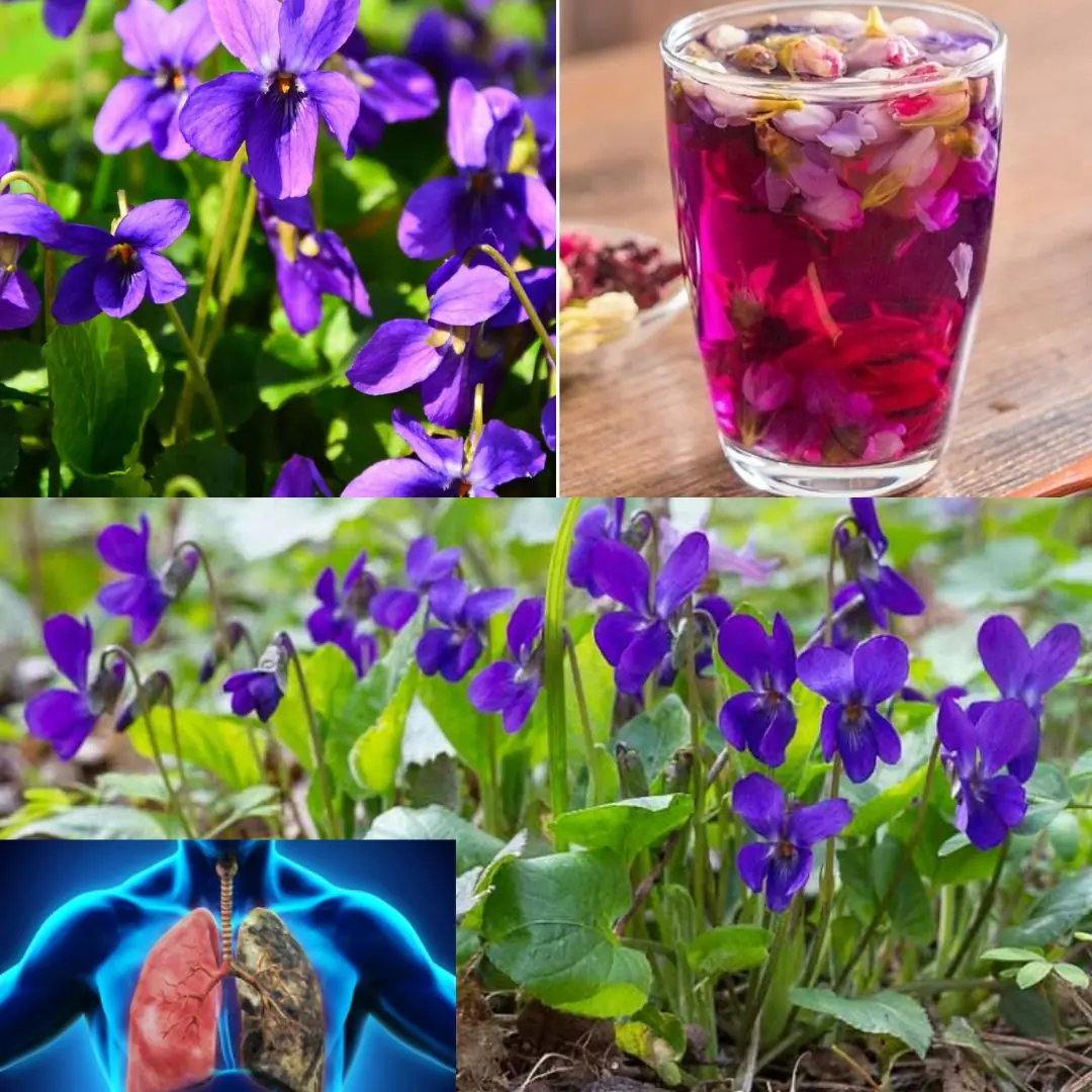 Sweet Violet (Viola odorata): 25 Incredible Benefits & How to Use It