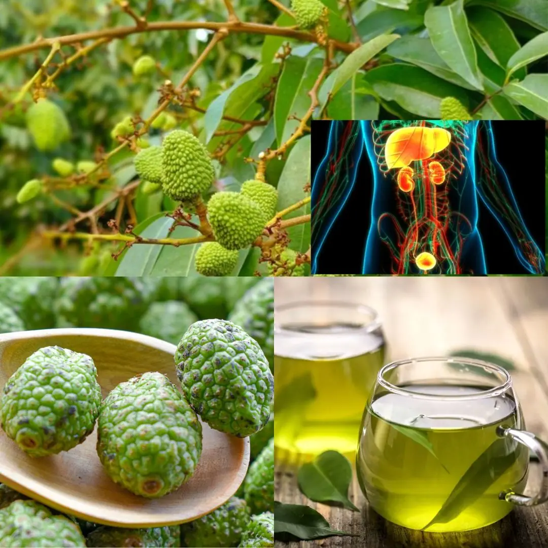 Discover 9 Amazing Health Benefits of Guazuma Ulmifolia and How to Use It Effectively