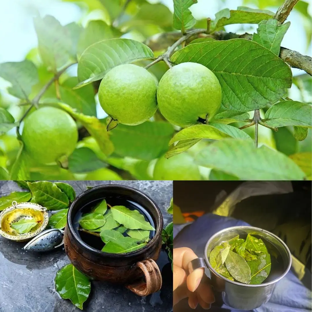 Guava Leaves Uncovered: Powerful Benefits, Uses, and Cautions You Need to Know