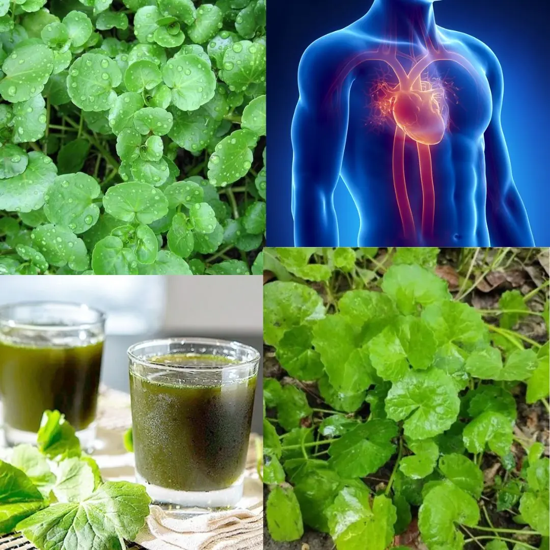 Top 7 Benefits of Gotu Kola – The Ancient Herb of Longevity You Shouldn’t Miss