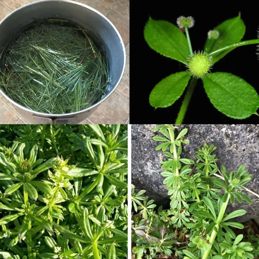 How Goose Grass Can Heal You: A Natural Remedy For Dozens Of Diseases