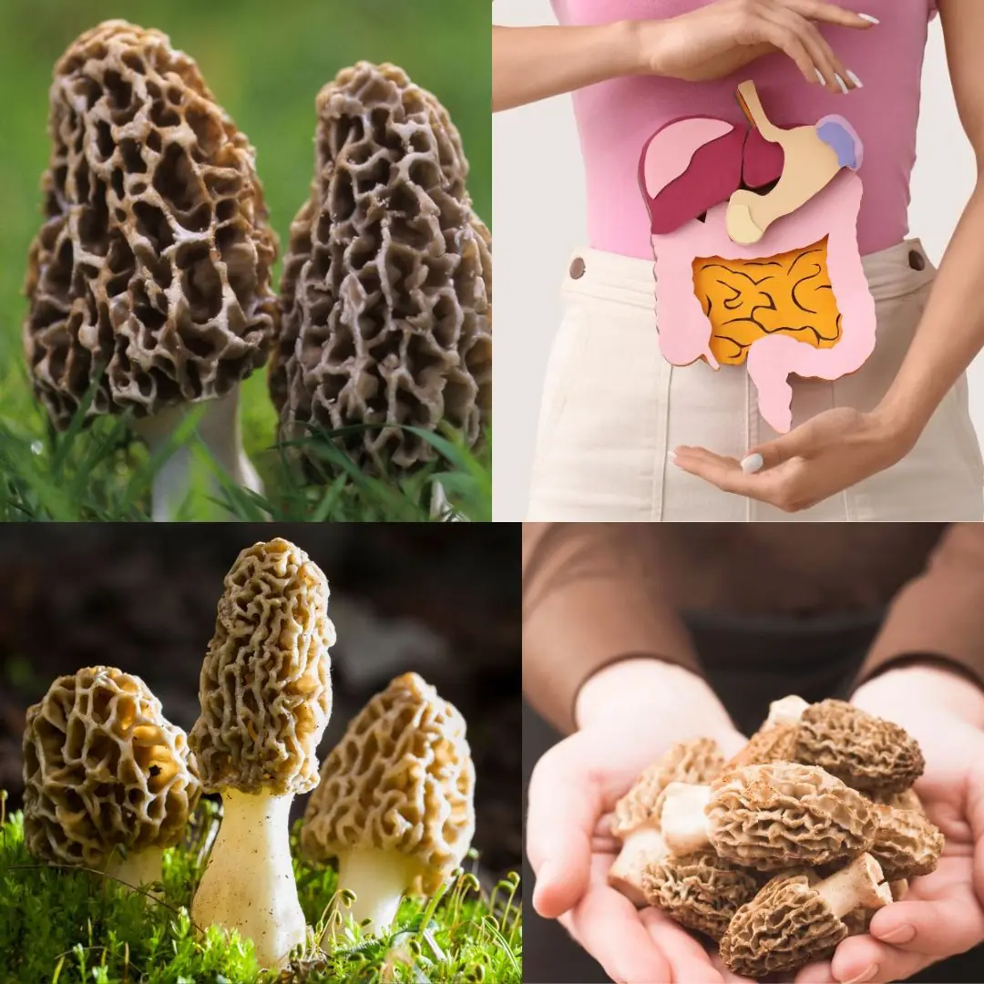 Unlocking the Secrets of Morel Mushrooms: Benefits You Need to Know