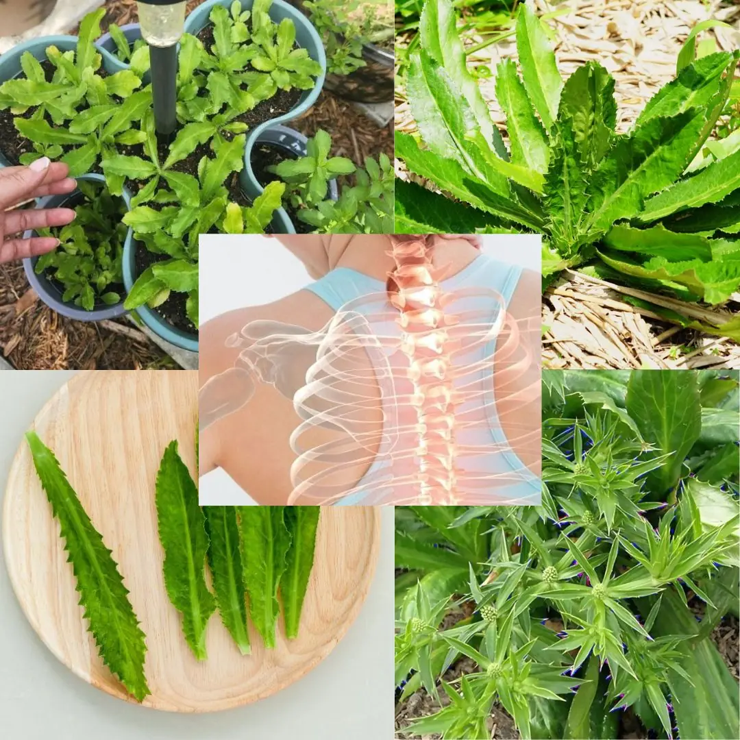 Culantro: The Underrated Super Herb That Packs a Nutritional Punch